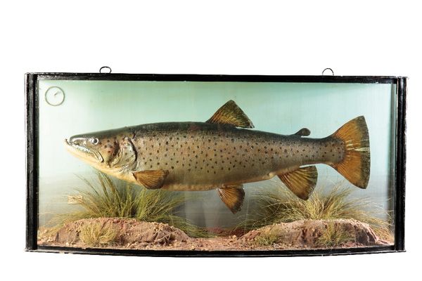 TAXIDERMY: A SEA TROUT