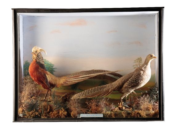 TAXIDERMY: A PAIR OF GOLD PHEASANTS