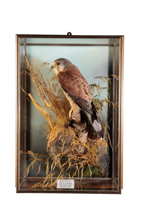 TAXIDERMY: A KESTREL