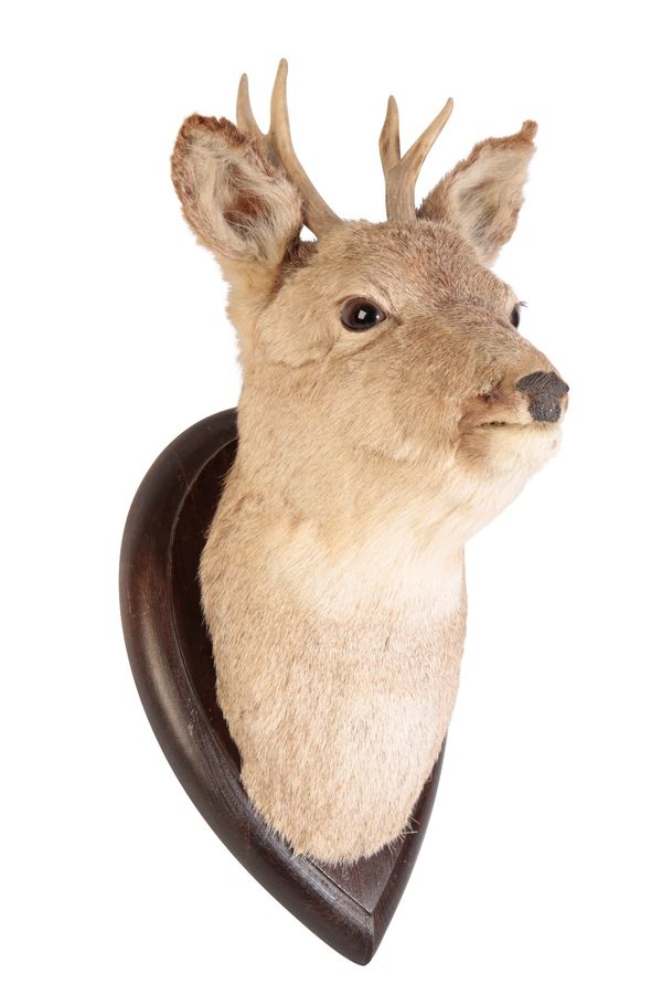 ROE DEER NECK MOUNT