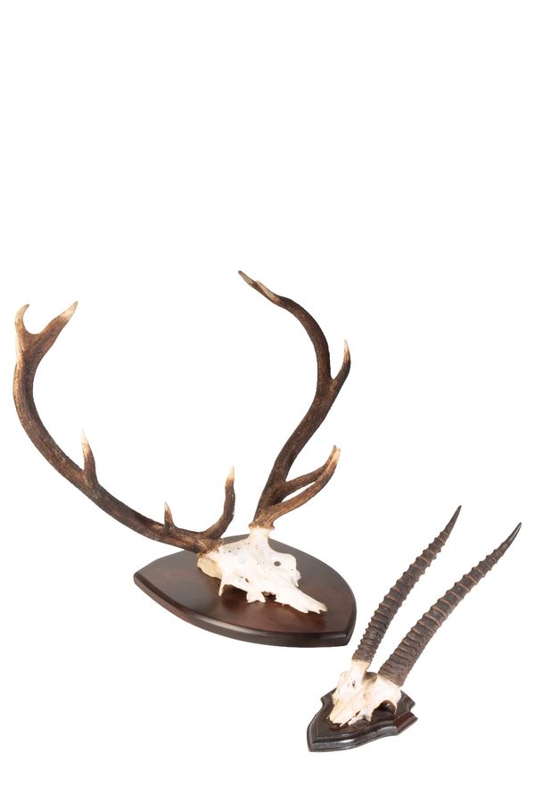 TAXIDERMY: A PAIR RED DEER ANTLERS