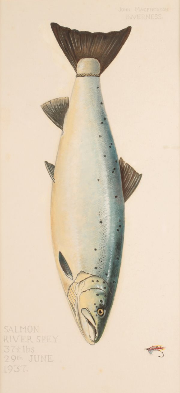 SALMON, RIVER SPEY, 37 1/2LBS, 29TH JUNE 1937' A STUDY OF A HANGING FISH