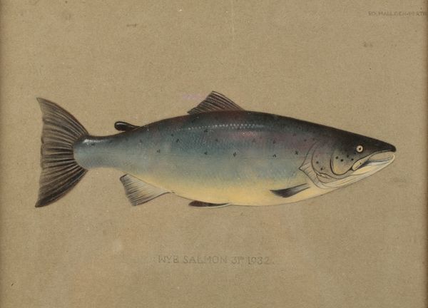 P.D. MALLOCH OF PERTH: A STUDY OF A SALMON