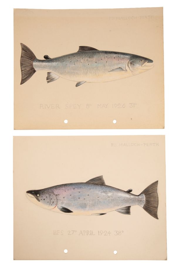 P.D. MALLOCH OF PERTH: A PAIR OF STUDIES OF SALMON