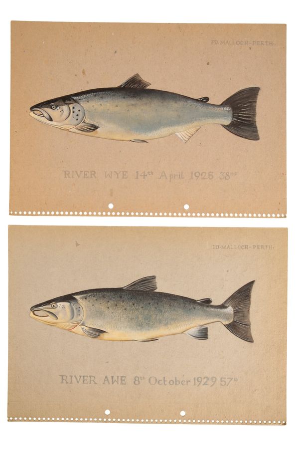 P.D. MALLOCH OF PERTH: A PAIR OF STUDIES OF SALMON