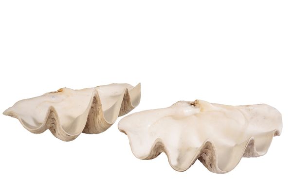 PAIR OF GIANT CLAM (TRIDACNA GIGAS) SHELLS