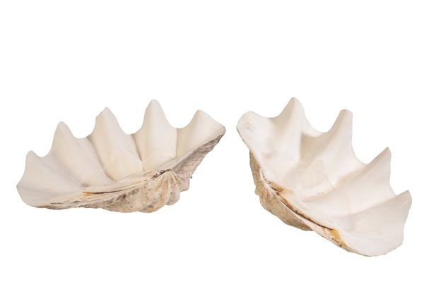 PAIR OF GIANT CLAM (TRIDACNA GIGAS) SHELLS