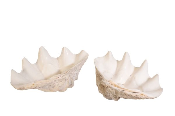 PAIR OF GIANT CLAM (TRIDACNA GIGAS) SHELLS