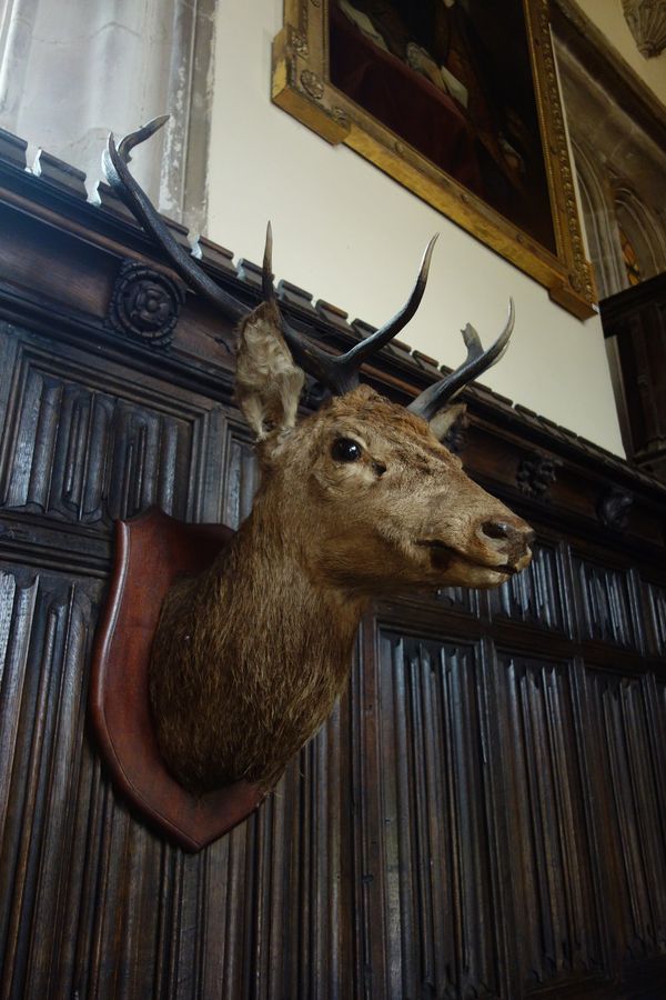 A STAG'S HEAD TROPHY