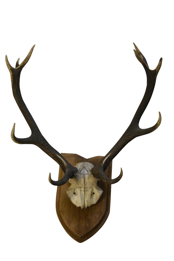 TWO STAG ANTLERS mounted on oak shields