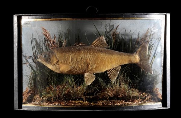 TAXIDERMY DACE