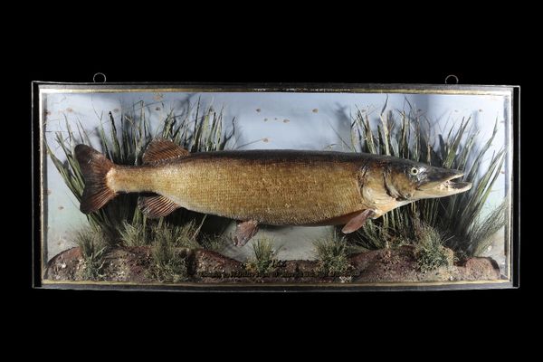 TAXIDERMY PIKE