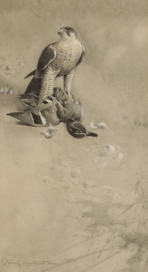 FRANK SOUTHGATE (1872-1916) A falcon with its talons embedded in its catch