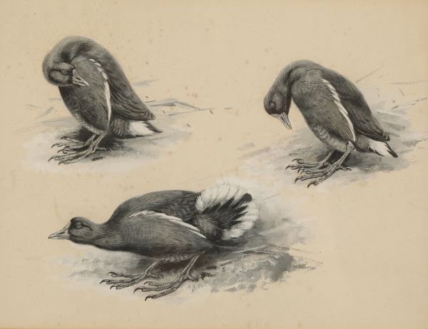 GEORGE EDWARD LODGE (1860-1954) sketches of birds