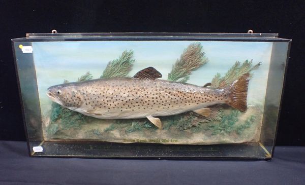 TAXIDERMY: A BROWN TROUT 3lbs 4 ozs