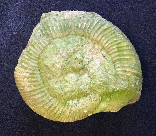 AN AMMONITE