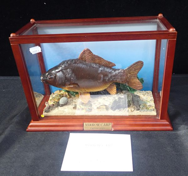 MIRROR CARP