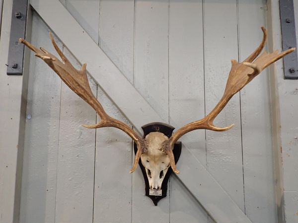 A SET OF MOUNTED ANTLERS