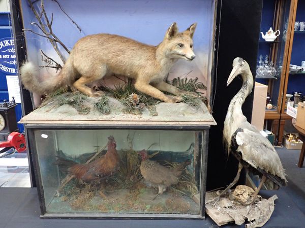 TAXIDERMY: A FOX, IN NATURALISTIC SETTING