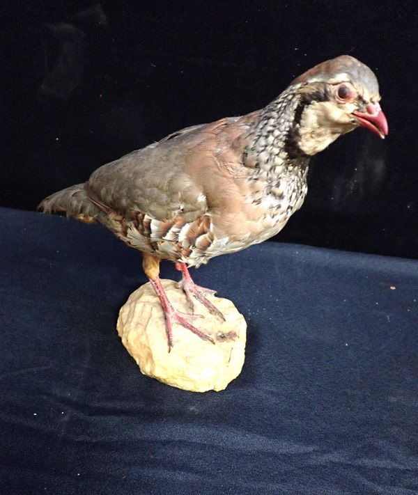 TAXIDERMY: A PARTRIDGE