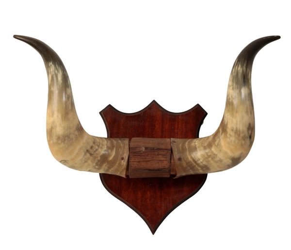 A PAIR OF EDWARDIAN COW HORNS