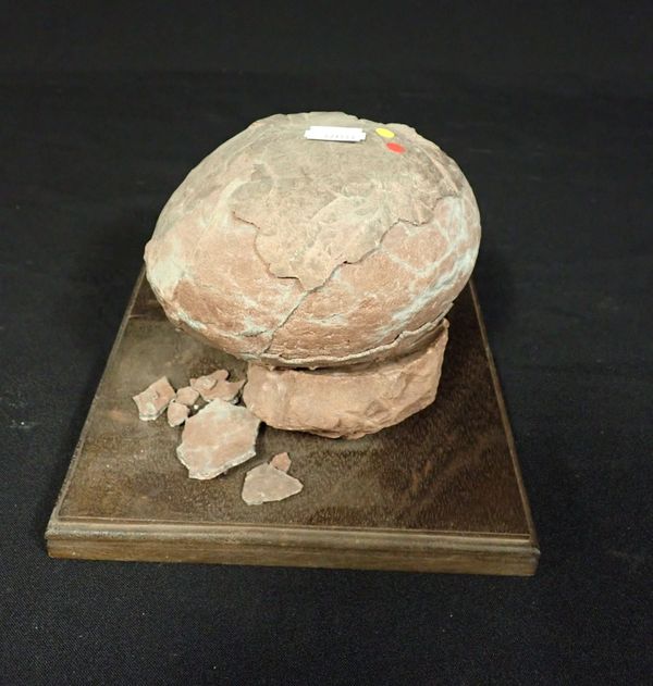 A FOSSILISED DINOSAUR EGG