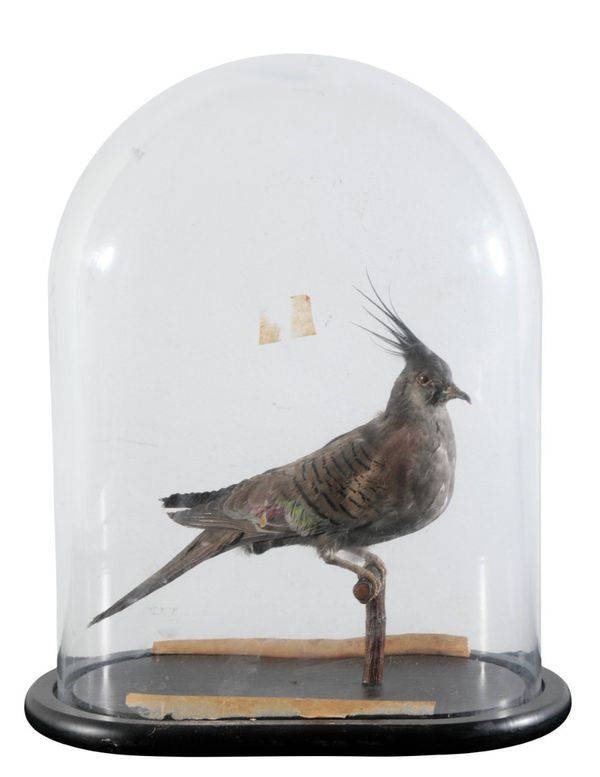 TAXIDERMY: A VICTORIAN CRESTED PIGEON