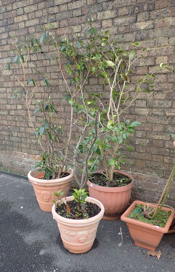 A QUANTITY OF POTTED SHRUBS