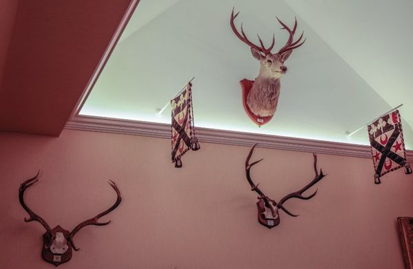 A SET OF FIVE RED STAG ANTLER MOUNTS