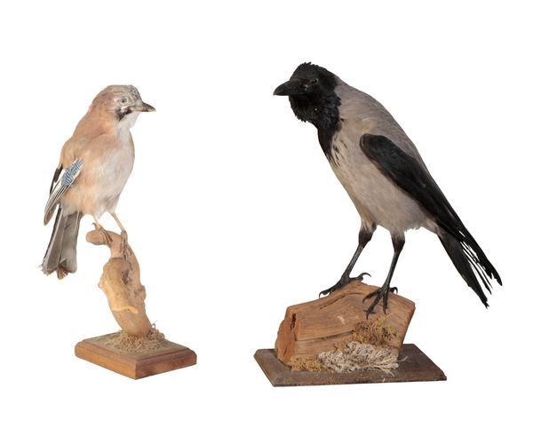 TAXIDERMY: A HOODED CROW