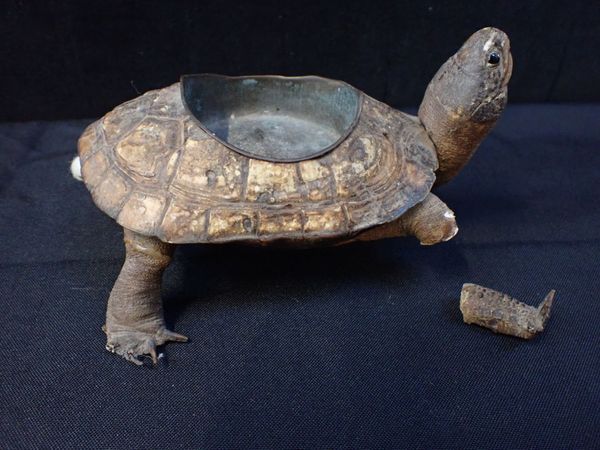 A TAXIDERMY TORTOISE PIN TRAY