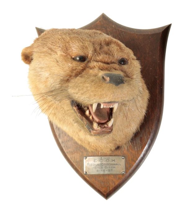 TAXIDERMY: AN OTTER MASK