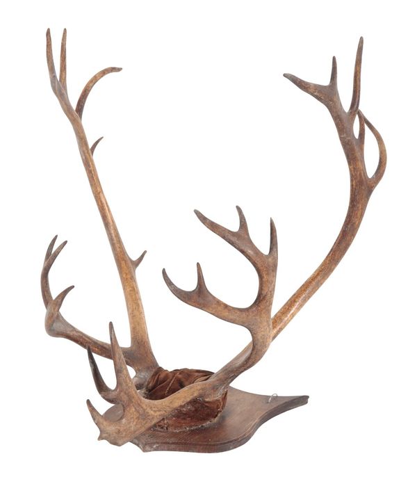 A GROUP OF THREE ANTLERS