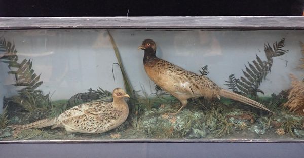 TAXIDERMY: A PAIR OF CASED PHEASANTS