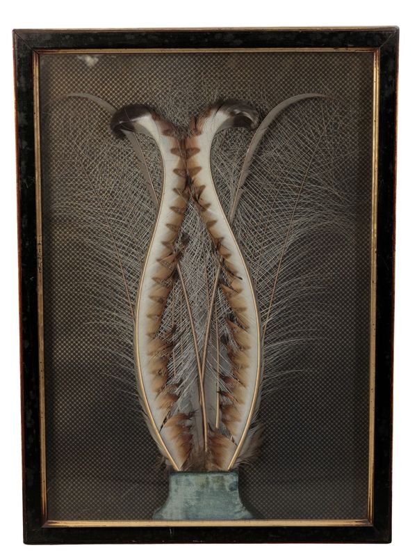 PAIR OF LATE 19TH CENTURY FRAME DISPLAY LYREBIRD FEATHERS