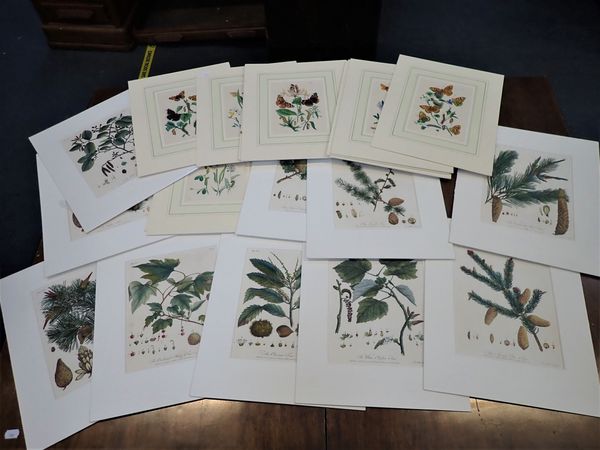 A COLLECTION OF MOUNTED NATURAL HISTORY ENGRAVINGS