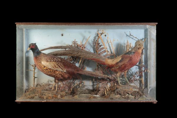 LATE 19TH CENTURY TAXIDERMY OF A REEVES COCK PHEASANT AND AN ENGLISH COCK PHEASANT