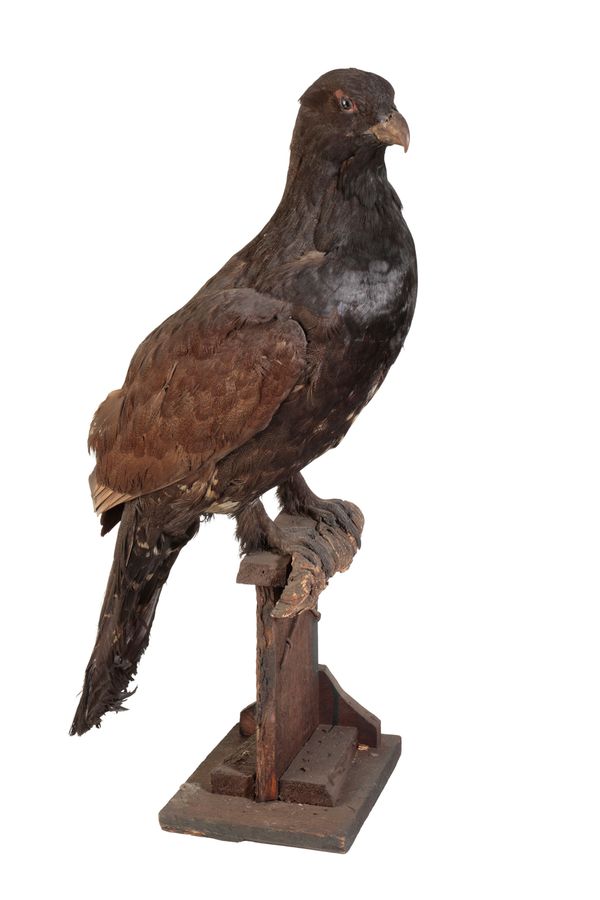 LATE 19TH CENTURY TAXIDERMY CAPERCAILLIE COCK BIRD