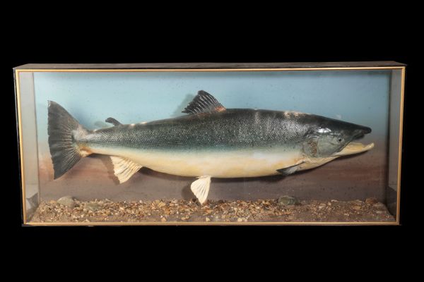 LATE 19TH CENTURY TAXIDERMY CAST SALMON