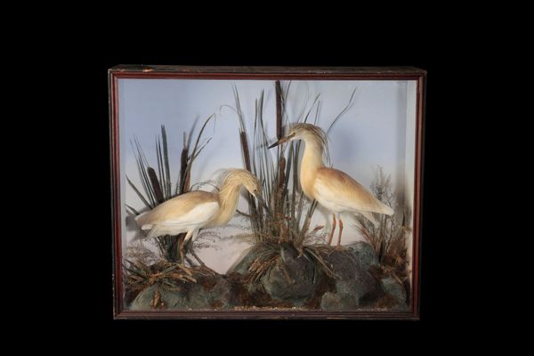 PAIR OF LATE 19TH CENTURY TAXIDERMY EGRETS