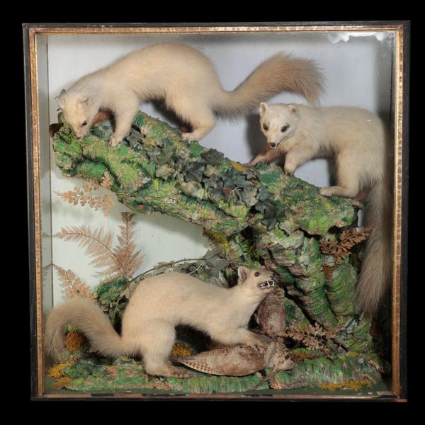 LATE 19TH CENTURY TAXIDERMY GROUP OF POLECATS