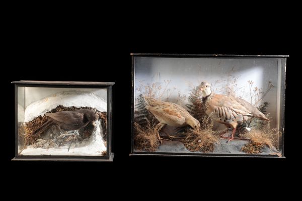 LATE 19TH CENTURY TAXIDERMY RED LEG PARTRIDGE AND CORN CRAKE