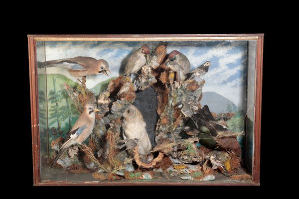 LATE 19TH CENTURY TAXIDERMY GROUP OF BIRDS