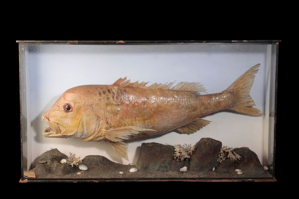 LATE 19TH CENTURY TAXIDERMY SNAPPER