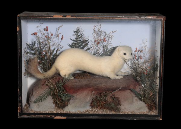 LATE 19TH CENTURY TAXIDERMY WHITE STOAT