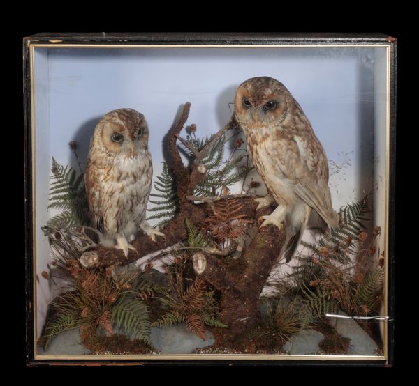 PAIR OF LATE 19TH CENTURY TAXIDERMY TAWNY OWLS