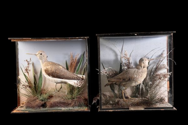 LATE 19TH CENTURY TAXIDERMY SNIPE