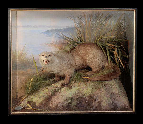 LATE 19TH CENTURY TAXIDERMY OTTER