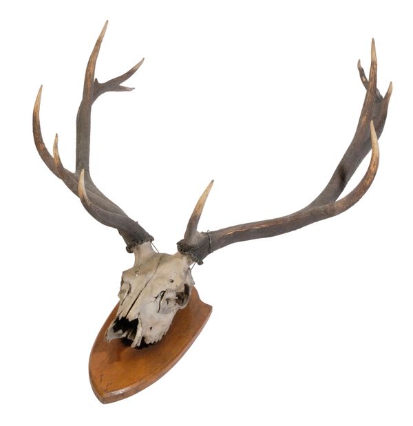 LATE 19TH CENTURY RED STAG ANTLERS
