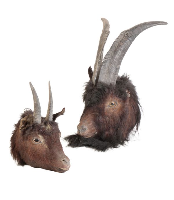 TWO LATE 19TH CENTURY TAXIDERMY MOUNTAIN GOATS' HEADS